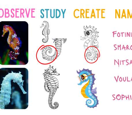 Illustration: Seahorse development